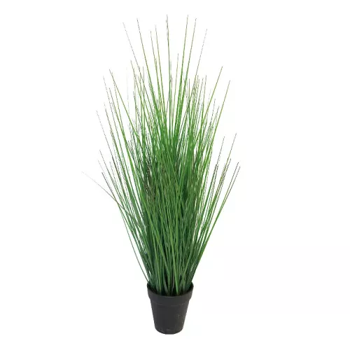 Payaa King Festuca in pot 15x15x61cm (112944)