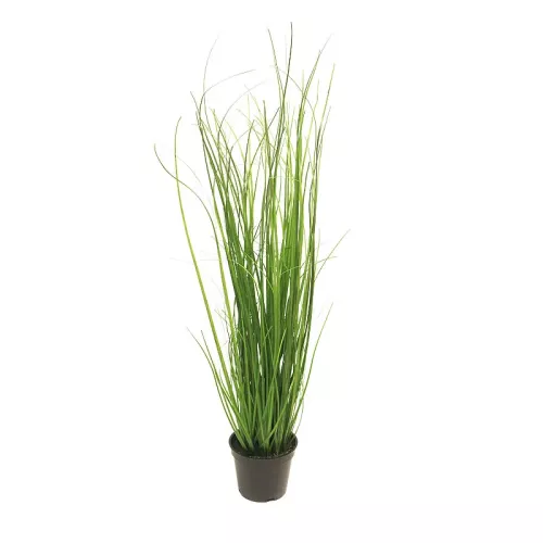 Payaa Arusha gras in pot 60 cm (113545)