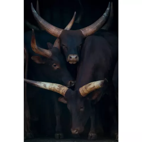 Payaa Watusi familieportret 180x120x2cm (114112)