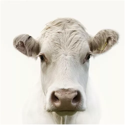 Payaa Moo! 120x120x2cm (114114)