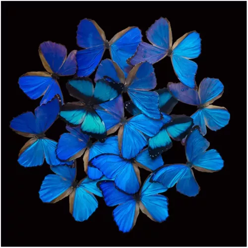 Blauwe Vlinder Explosie 120x120x2cm
