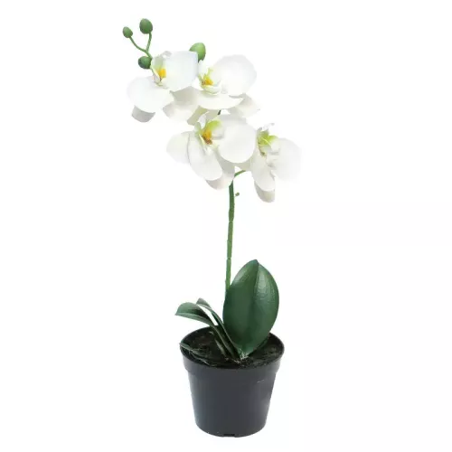 Payaa Phalaenopsis Bora x1 in pot 35 cm (114989)