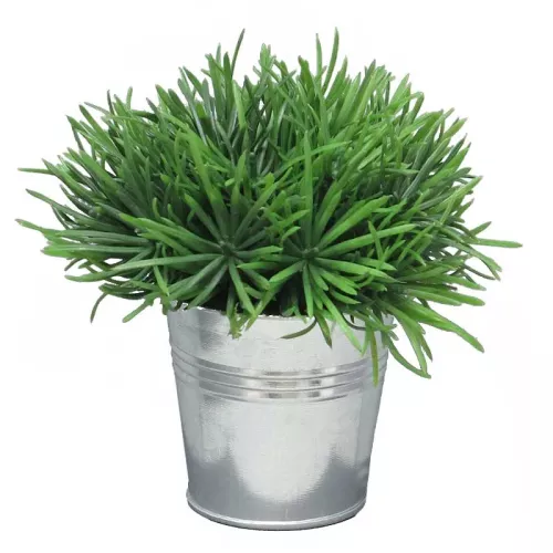 Payaa Sprengeri in emmer 15 cm (S) (114990)