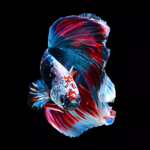 Betta Vis. Siamees Vechten 100x100x2cm