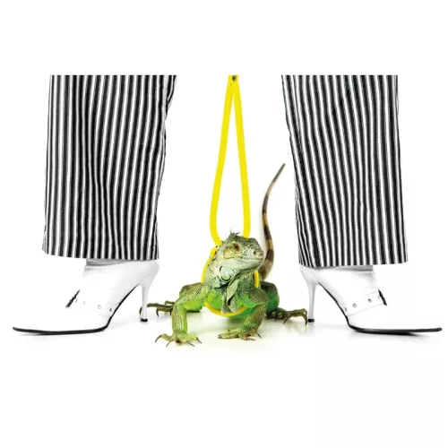 Groene Iguna/Gestreepte broek 80x120x2cm