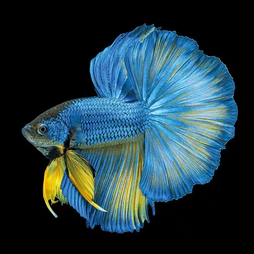 Payaa Blauw Geel Lange Staart Geïsoleerd 100x100x2cm (109026)