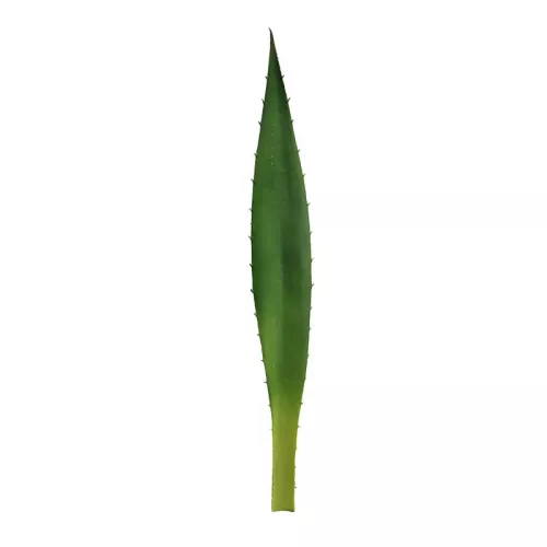 Payaa Agave Blad Groen 7x1x48cm (112148)