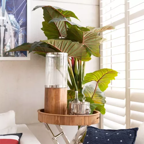 Payaa Caladium Gigantium 220x50x50cm (111835)