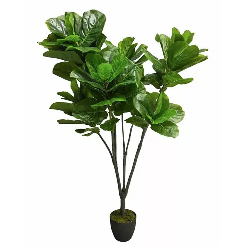 Payaa Ficus Iyrata 165x50x50cm (111834)