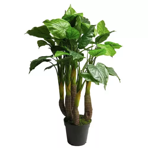 Payaa Anthurium Avanti 120x50x50cm (111833)