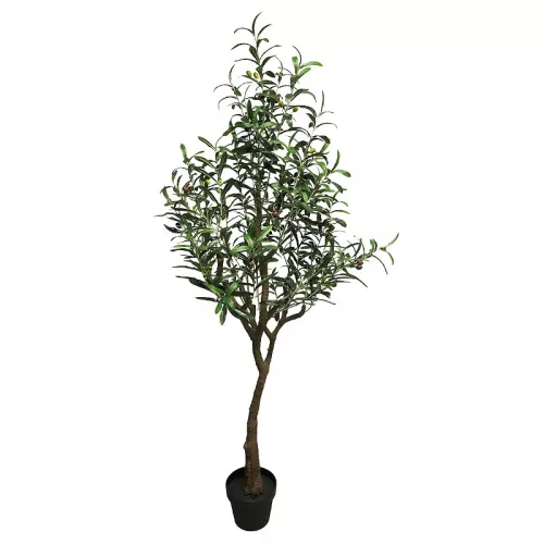 Payaa Olijfboom Charlotte 150x40x20cm (110536)