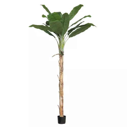 Payaa Bananenboom Agnes In Pot 270x40x30cm (110535)