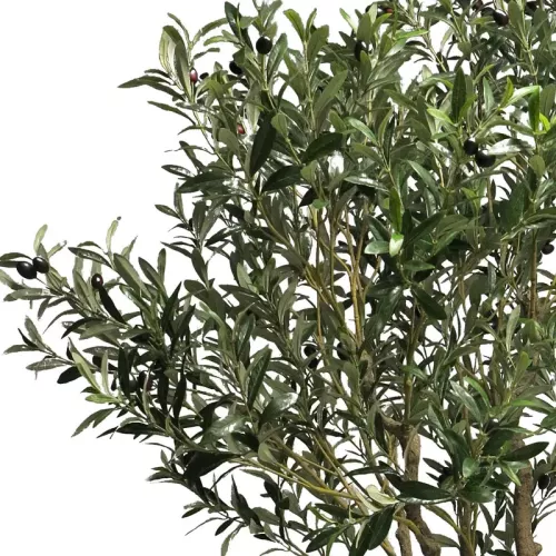 Payaa Olijfboom Nancy In Pot 200x80x60cm (110532)