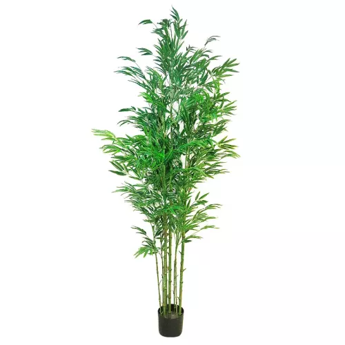 Payaa Bambusa Vulgaris 210x60x40cm (110528)