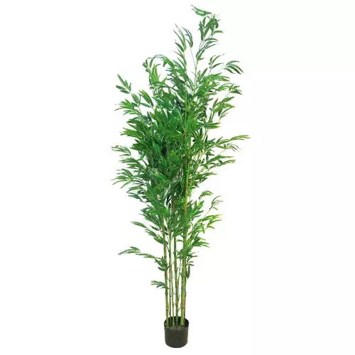Payaa Bambusa Vulgaris 180x60x40cm (110527)
