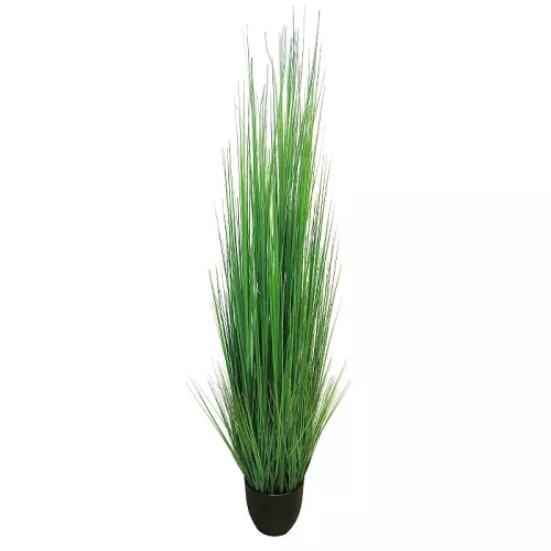 Payaa King Festuca in pot 40x30x180cm (110522)