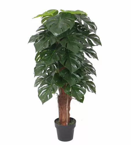 Gatenplant Monstera 120cm