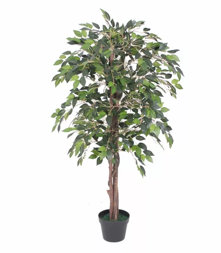 Payaa Mini Ficus boom 120cm (201529)