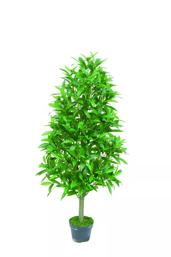 Payaa Laurel cone boom 130cm (201534)