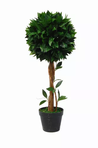 Payaa Laurierboom 70cm (15967)