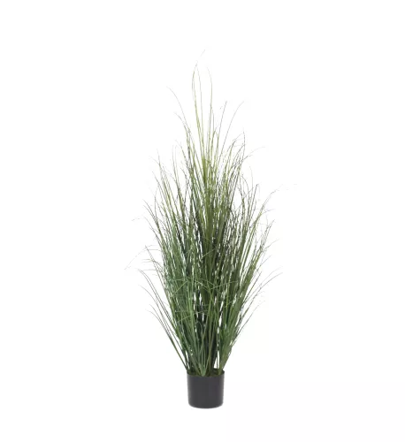 Payaa Onion Grass 130cm (201539)