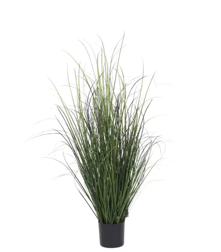 Payaa Onion Grass 95cm (201540)