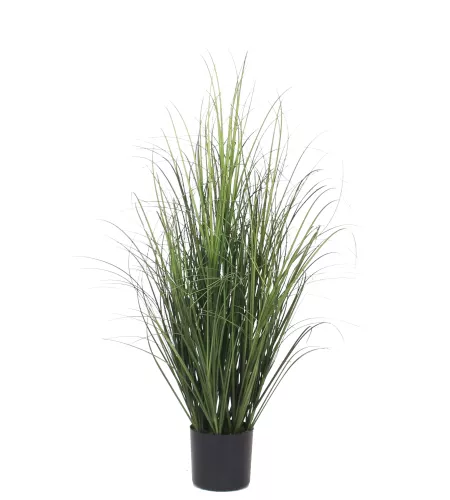 Payaa Onion Grass 80cm (201541)